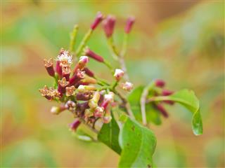 Cloves Plant