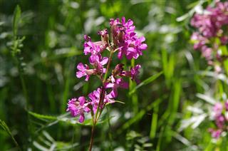 Blooming Sticky Catchfly In A Forest