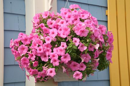 hanging-flowers-basket