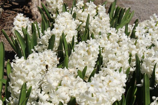 White Hyacinth Flowers