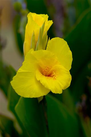 Beautiful Calla Lily