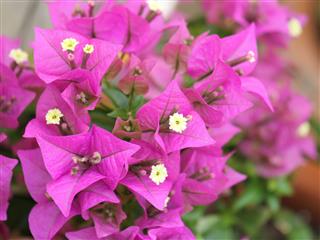 Bougainvillea