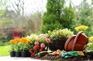 Gardening