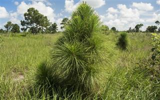 Slash Pine Trees