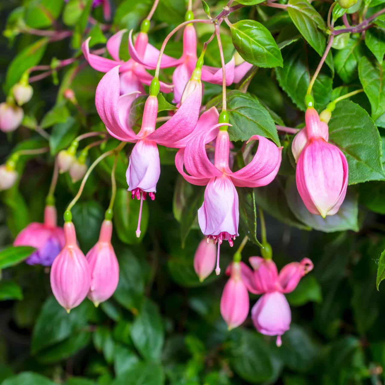 Beautiful Delicate Pink Fuchsia Flower