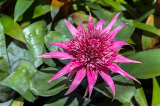 Pink Bromeliads
