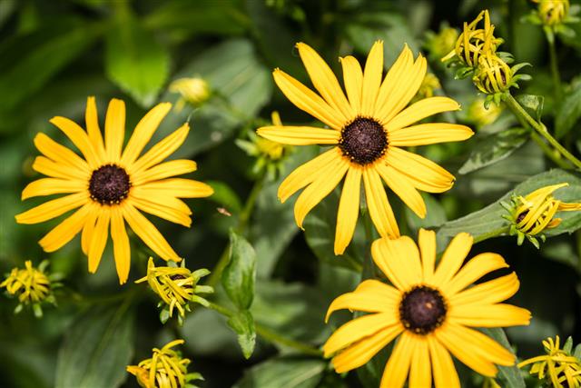Black Eyed Susan