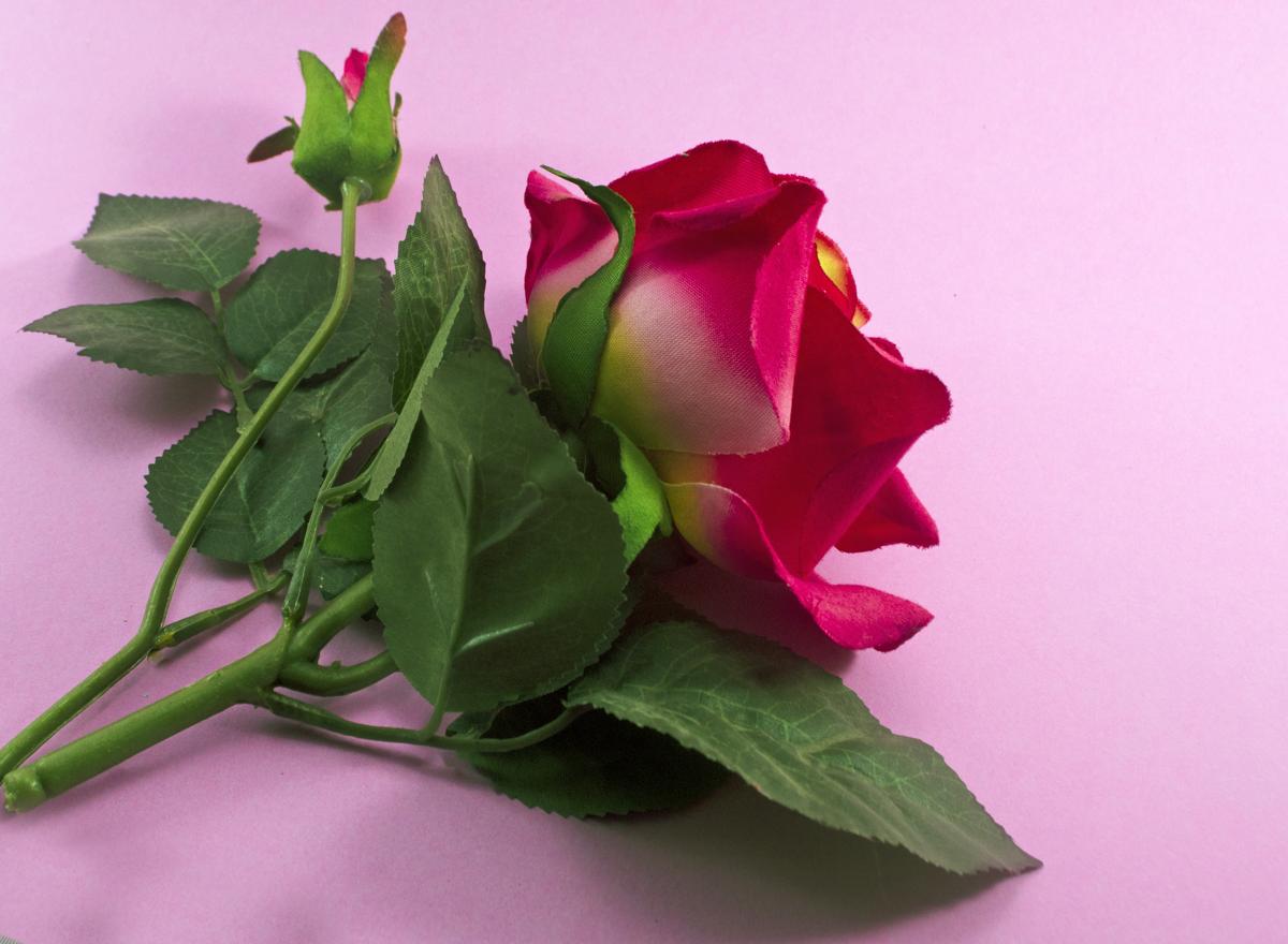 Valentine background with red roses
