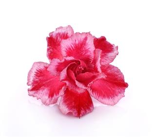 Azalea Flower