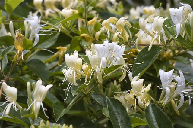 Honeysuckle In Spring Bloom