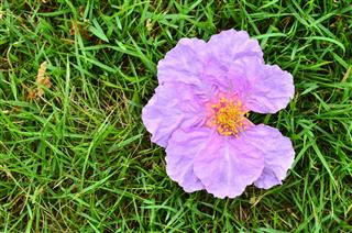 Crape Flower