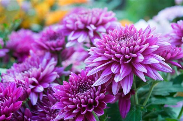 Purple Chrysanthemum Flowers