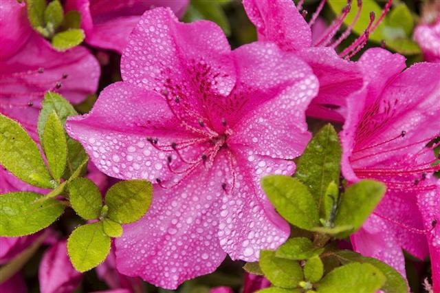 Raindrops On Azalea Flowers