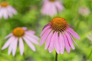 Echinacea Purpurea Outdoors