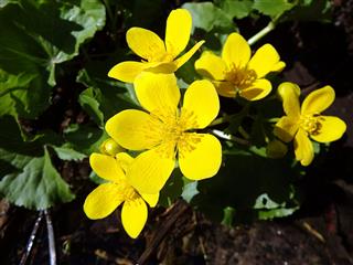 Marsh Marigold Yellow Flower