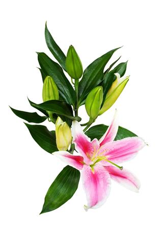 Pink Lily