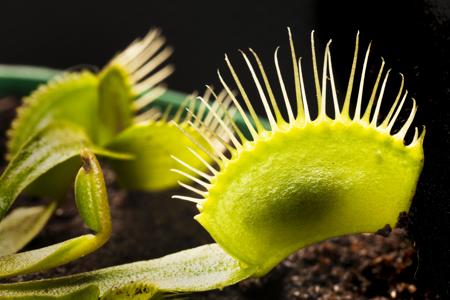 Venus Flytrap digesting insect