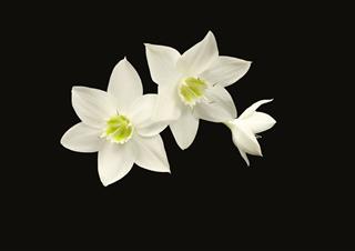 Amazon Lilies