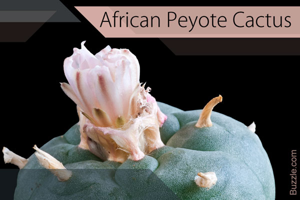 African Peyote Cactus