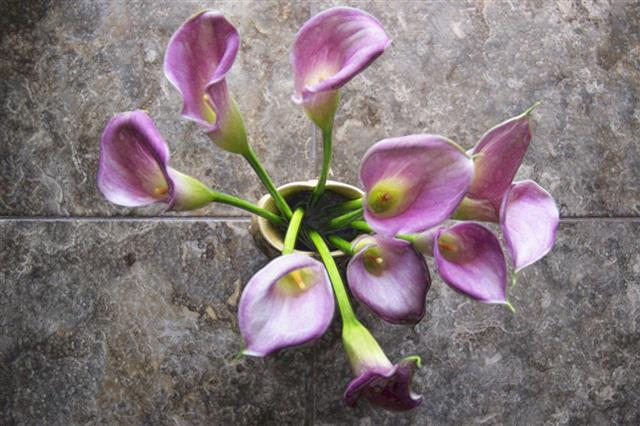 Purple Calla Lilies