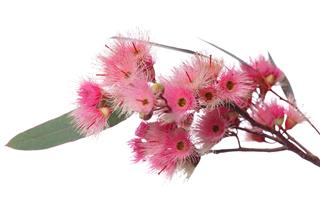 Eucalyptus Blossom On White Background