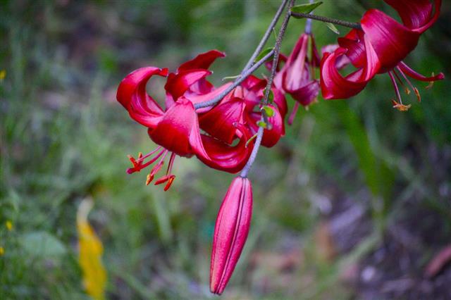 Scarlet Tiger Lily