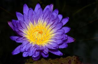 Purple Lotus