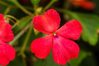Balsam Flower