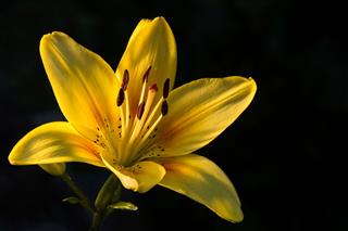 Tiger Lily
