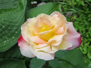 Last Rose Of Summer