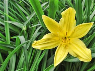 Yellow Lily