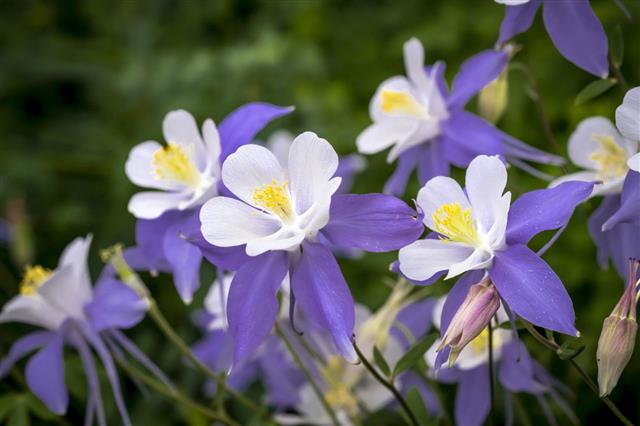 Columbine Wildflower