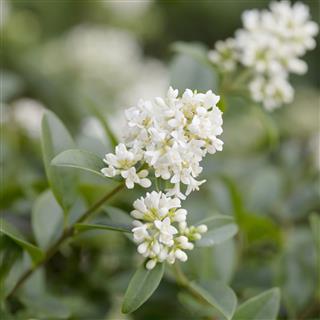 Privet