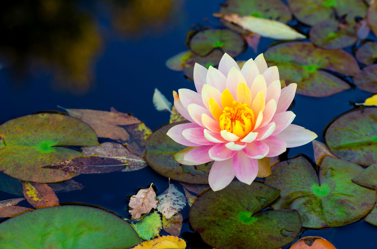 Soft Pink Lotus Flower