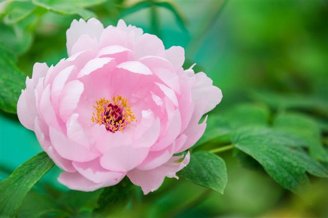 Pink Peony Flower