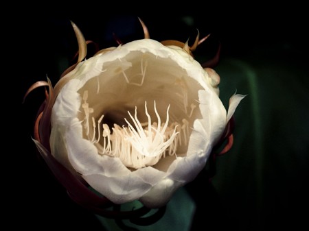 Orchid cactus