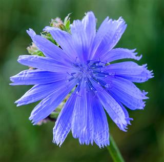 Beautiful Blue Flower
