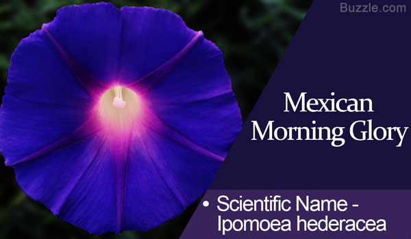 Morning Glory