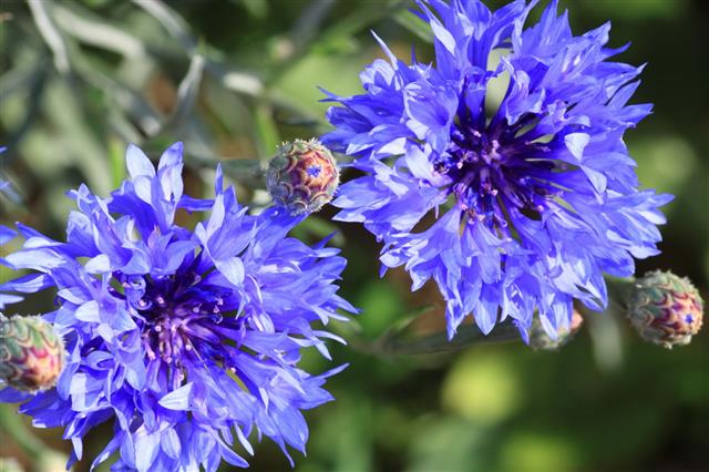 Beautiful Blue Cornflowers