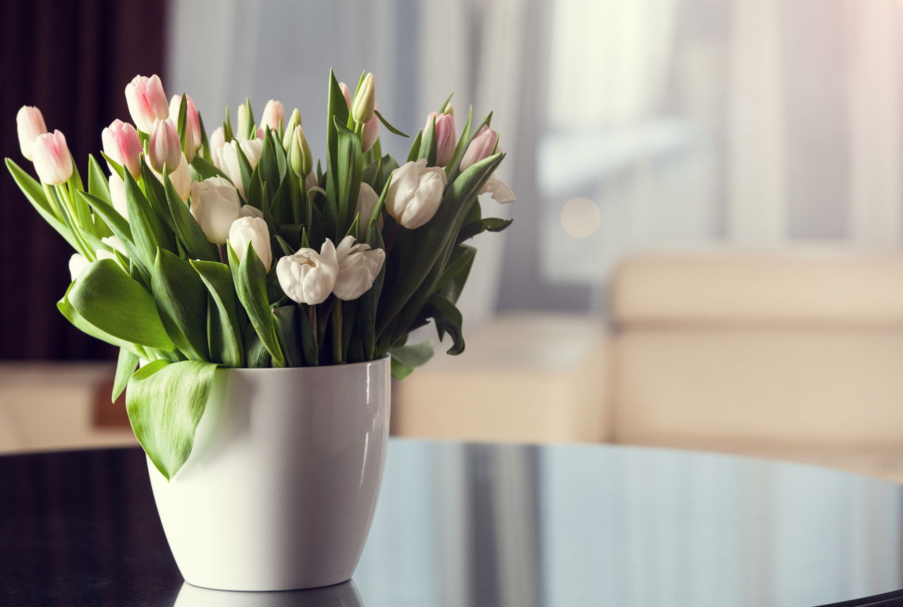 Tulip Flowers