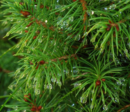evergreen trees
