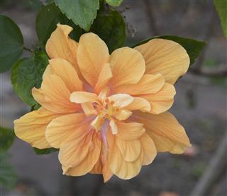 Double Hibiscus In Light Orange