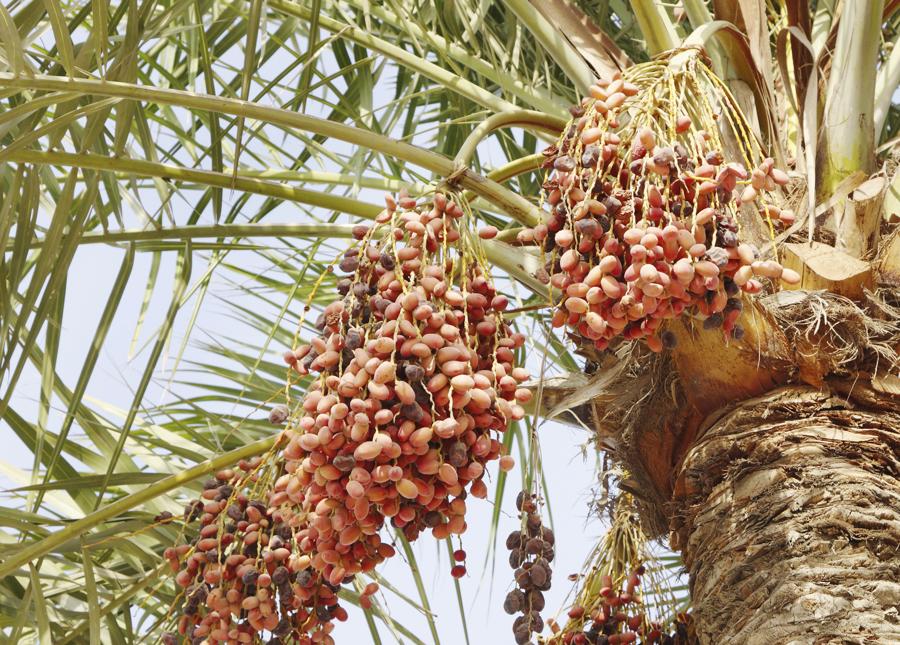 ripe dates