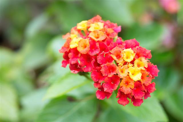 Lantana Flower