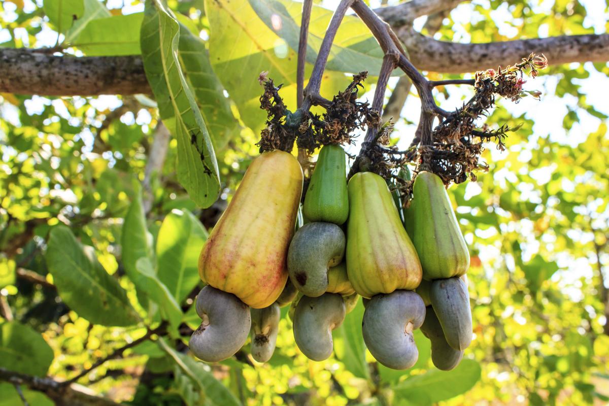 Cashew on tree