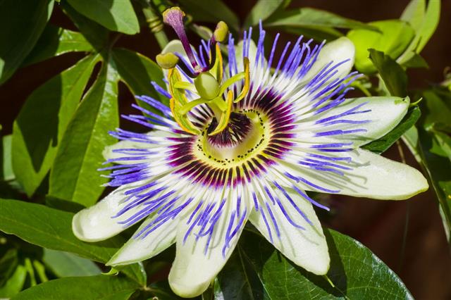 Passion Flower