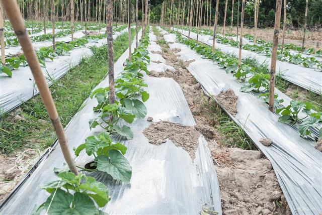 Plants of cantaloupe