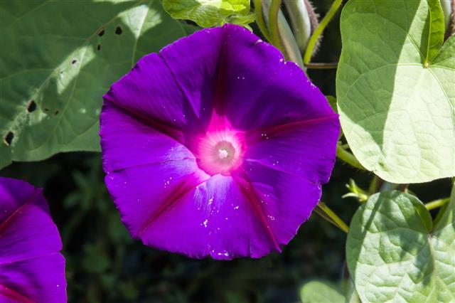 Morning Glory Flower