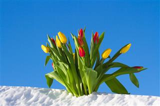 Tulips In The Snow