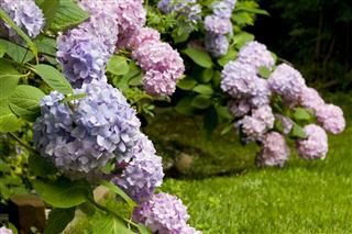Hydrangea Clusters In Garden